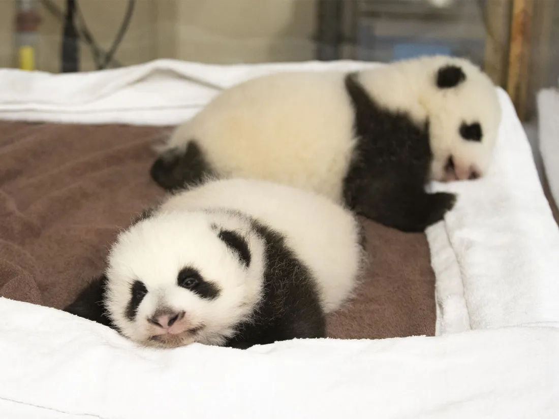 Fleur de Coton et Petite Neige, les jumelles pandas du Zoo de Beauval.