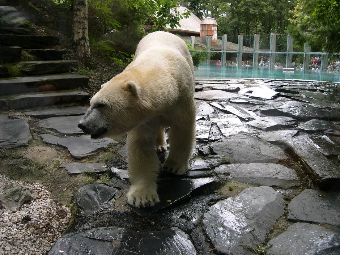 Un ours polaire du Zoo de la Flèche.