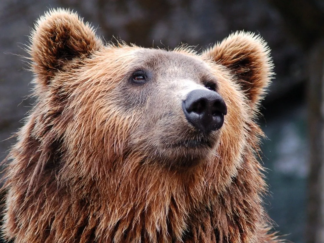 Un grand ours brun s'invite dans un village italien