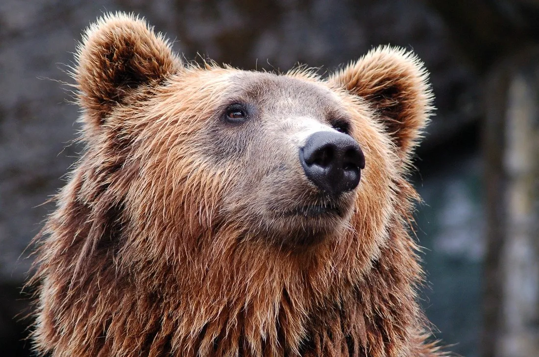 Un grand ours brun s'invite dans un village italien