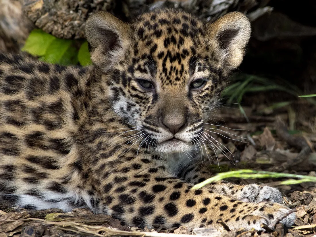 Bébés jaguars Parrot World