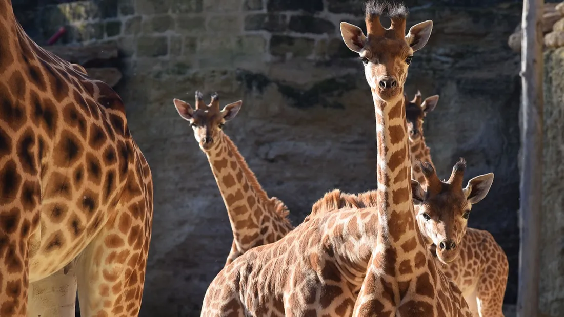 Plusieurs girafes sont nées cet hiver au Bioparc.