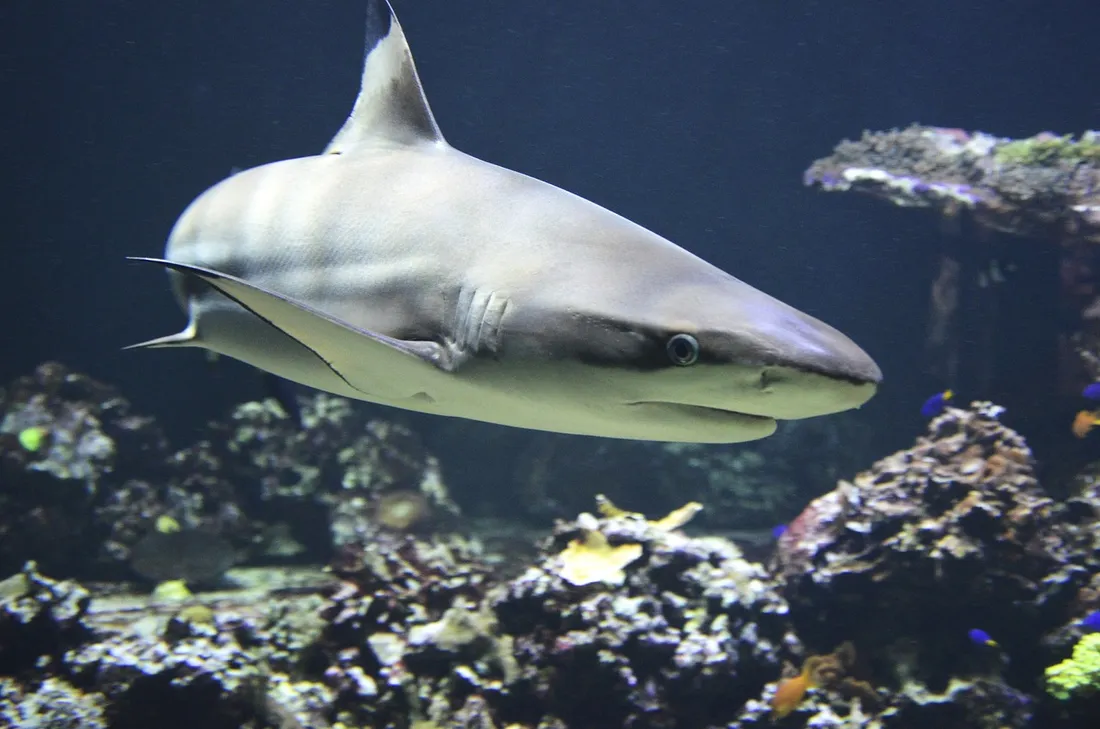 Un requin - Image d'illustration