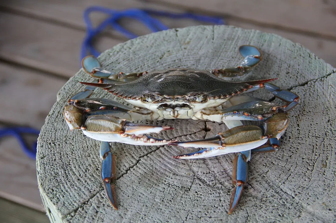 Un célèbre plat de la cuisine italienne menacé par la prolifération du crabe bleu ?