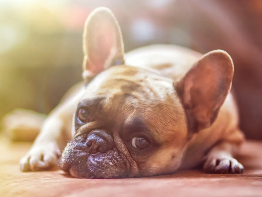 Les pets d'un bouledogue les gênent dans l'avion, la compagnie leur verse un gros dédommagement 