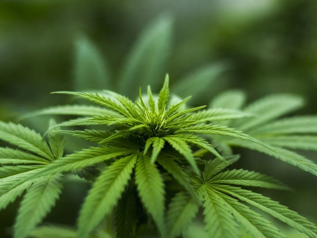 Une ville évacuée en raison d'un nuage géant de cannabis (photo)