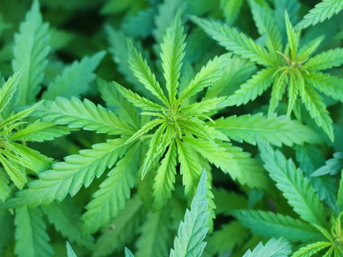 Le maire de Bègles veut une expérimentation encadrée de légalisation du cannabis dans sa commune