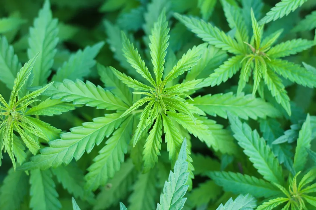 Le maire de Bègles veut une expérimentation encadrée de légalisation du cannabis dans sa commune
