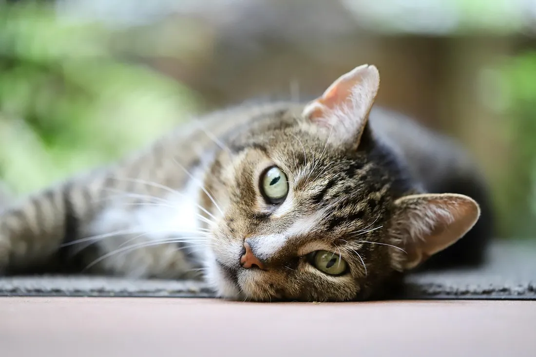 Un chat de gouttière.