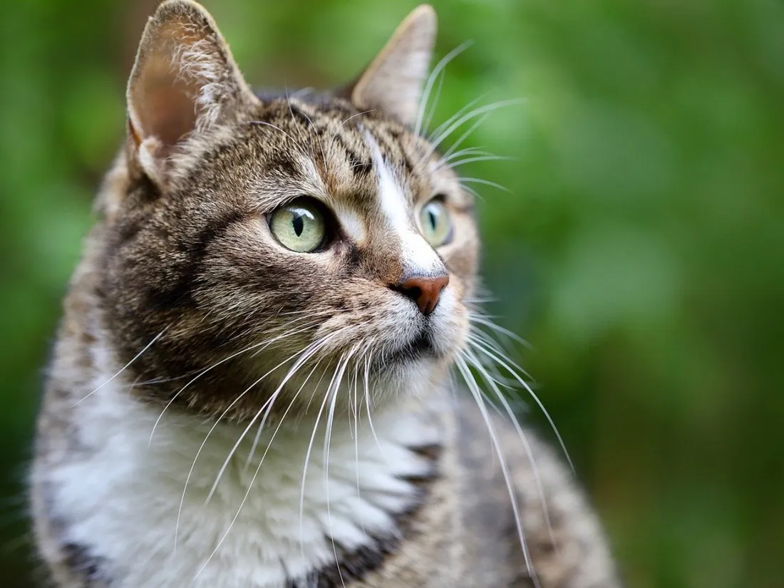Il demande à sa femme enceinte de déménager car elle est allergique à son chat