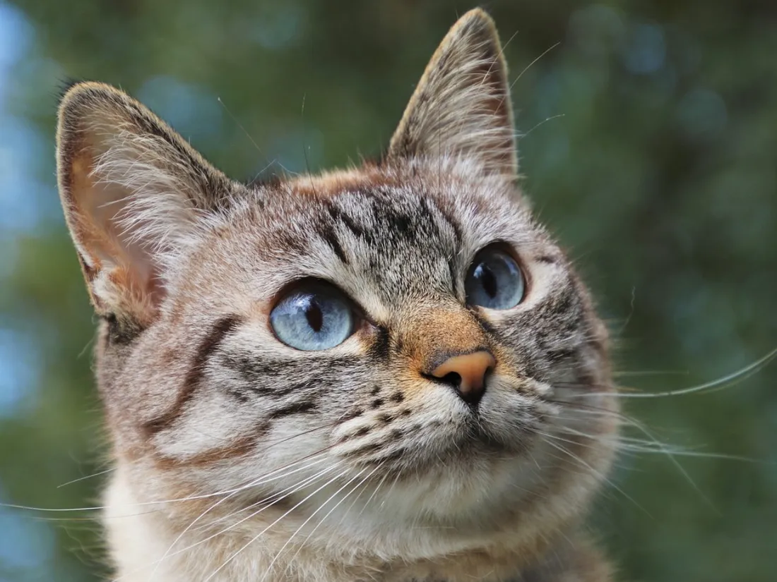 Votre chat comprend-il quand vous lui parlez avec une voix enfantine ? Voici la réponse
