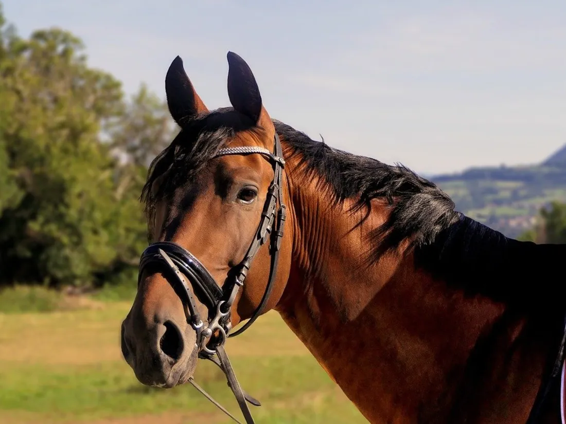 Face à la flambée du prix de l’essence, il se rend au travail… en cheval (photos)