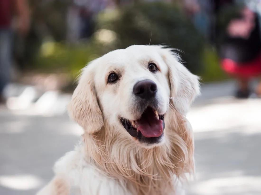 Meaux va bientôt accueillir… un bar à chiens !