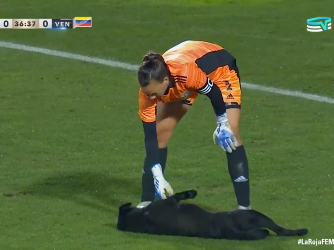 Un chien fait irruption sur le terrain en plein match pour réclamer des câlins aux joueuses (vidéo)