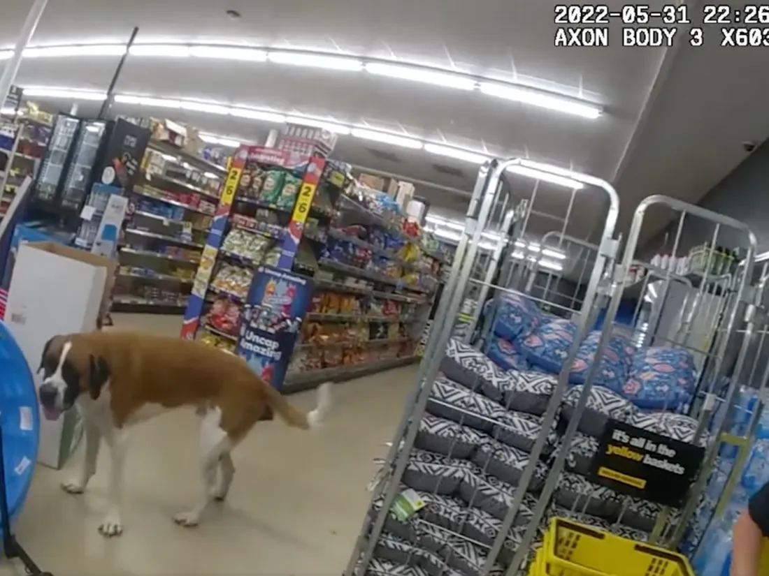 La police intervient pour déloger un chien têtu qui refuse de sortir d’un magasin (vidéo)