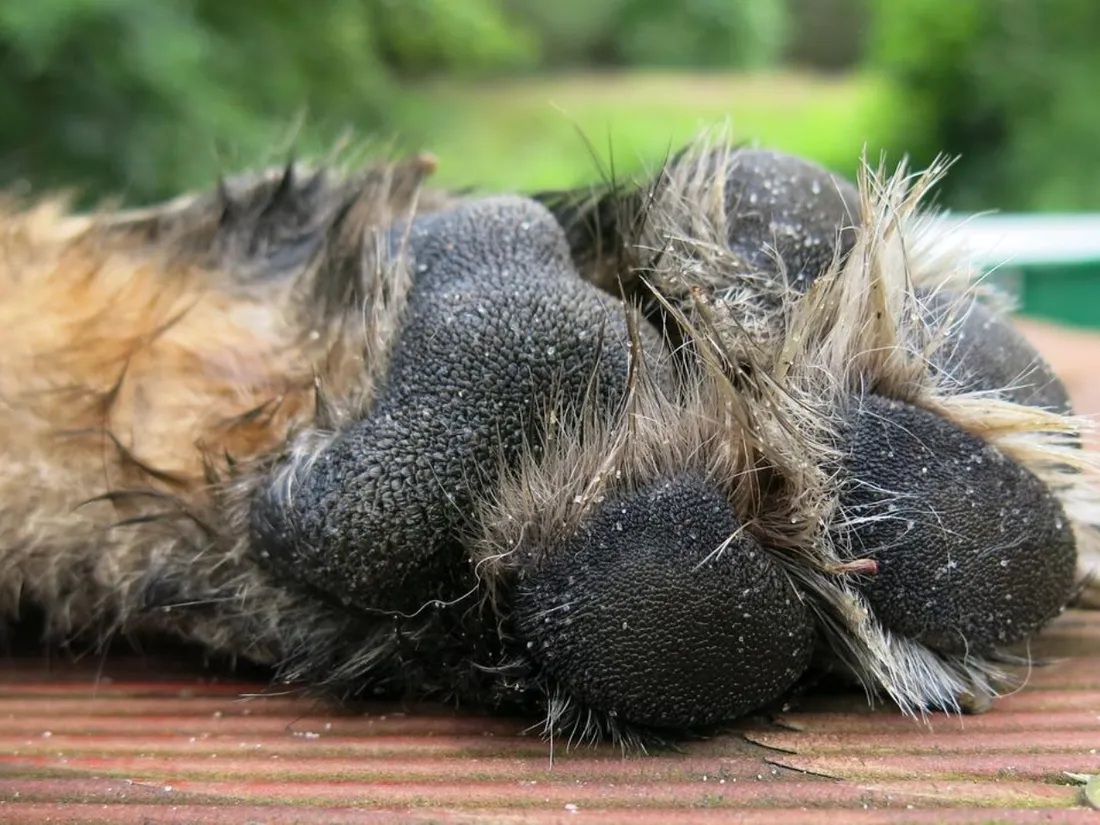 Voici le chien élu le plus moche du monde