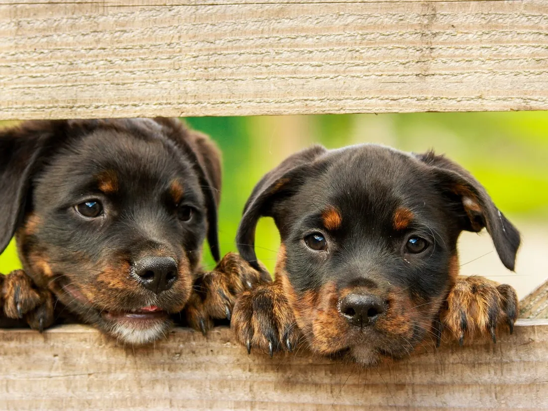 Une femme condamnée pour avoir jeté des chiots dans une poubelle
