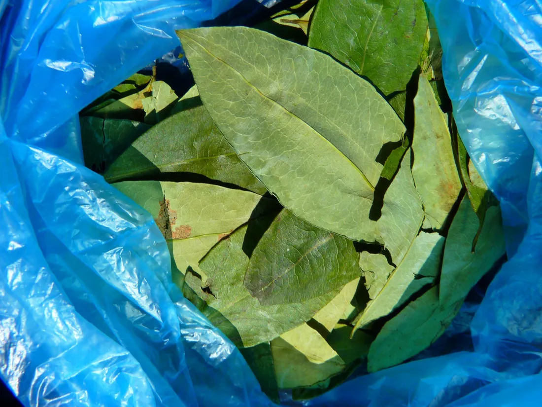 Des feuilles de coca