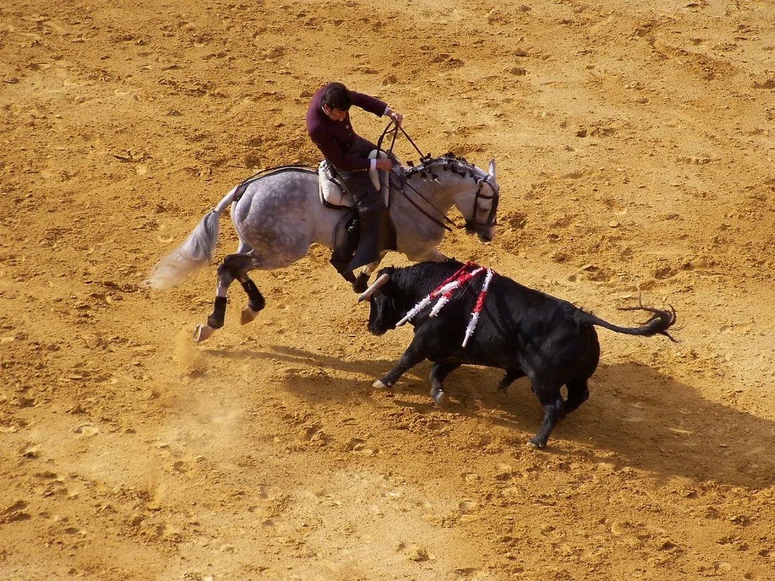 Corrida portugaise