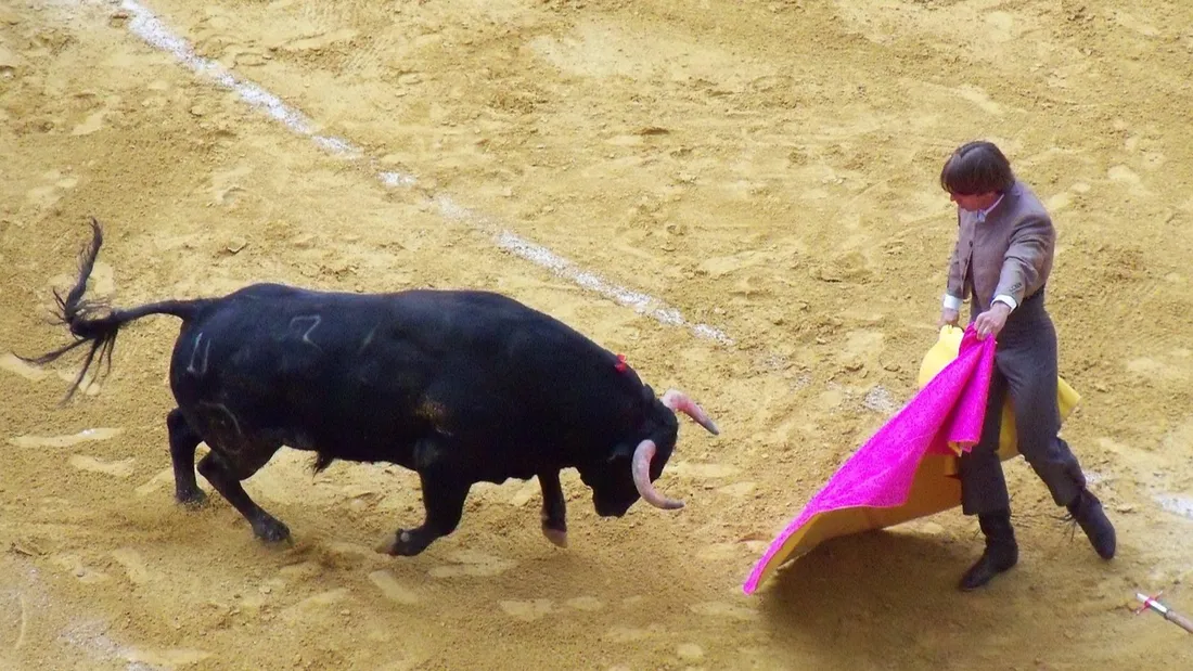 Un torero face à son taureau.