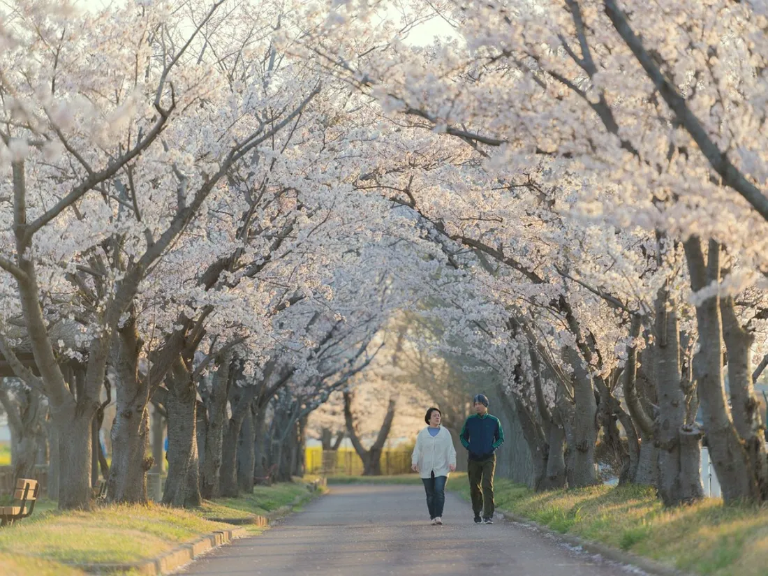 Hanami, James Cameron et musée gratuit : on a déniché vos 3 activités du week-end !