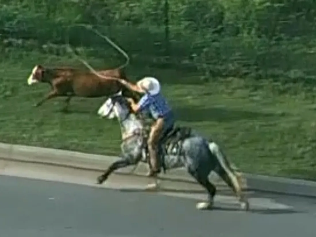 Une vache prend la fuite sur l'autoroute, un cow-boy surgit l'attrape au lasso (vidéo)