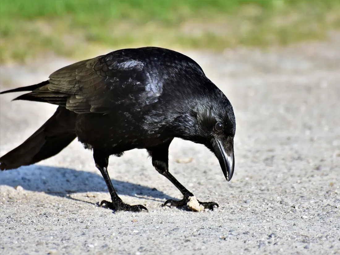 Corneille Corbeau