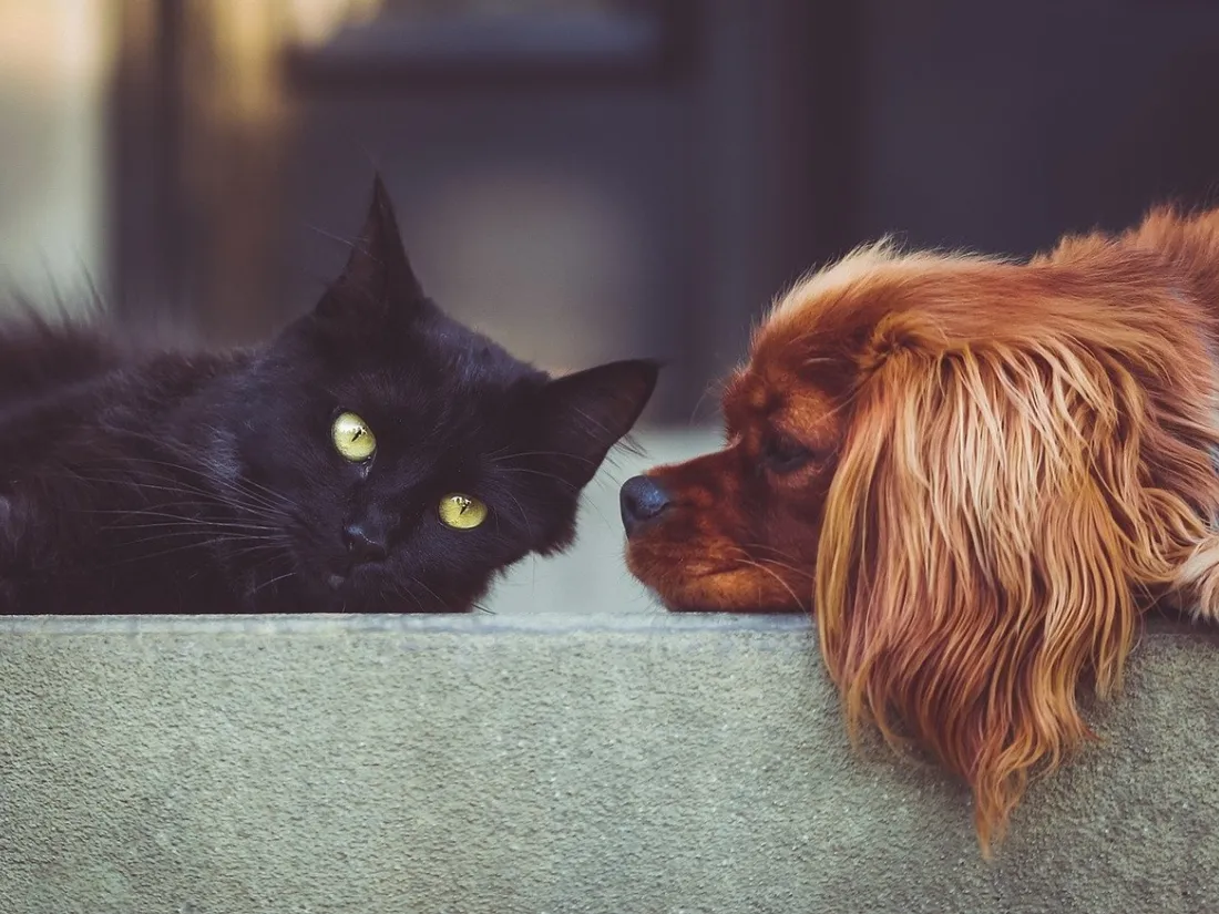 chien chat