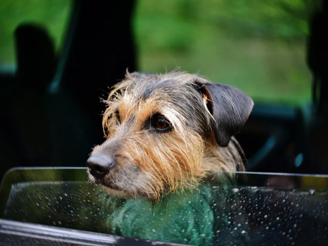 Un chien flashé au volant d’une voiture en excès de vitesse, son maître condamné à une amende