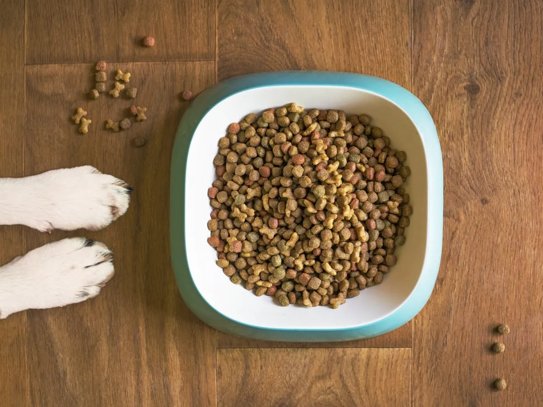 De la nourriture pour chien
