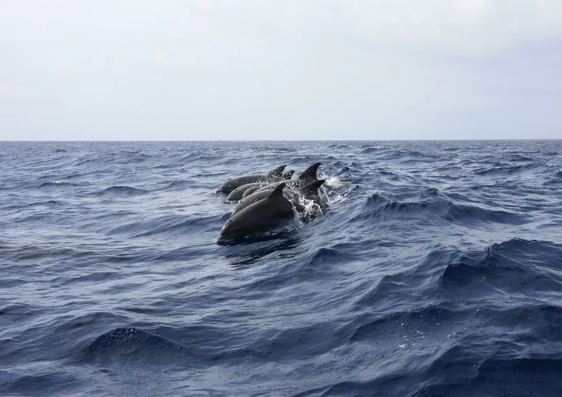 Sur les 17 dauphins échoués, 14 ont été secourus. 