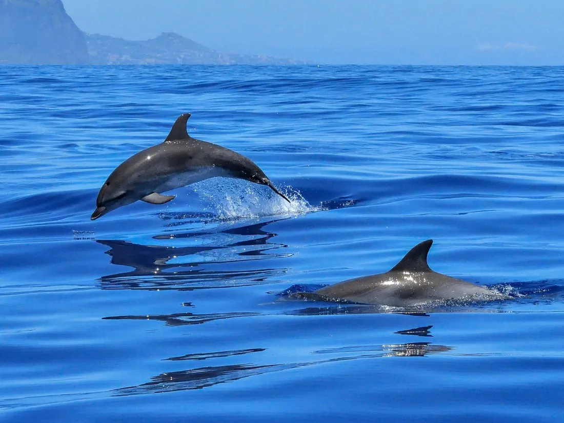 Un dauphin extrêmement rare doté de "pouce" vient d'être découvert en Grèce (photo)