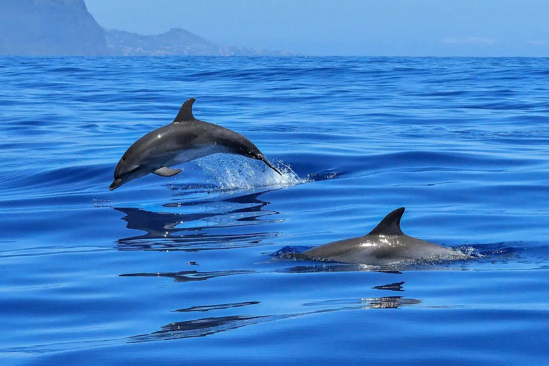 Un dauphin extrêmement rare doté de "pouce" vient d'être découvert en Grèce (photo)