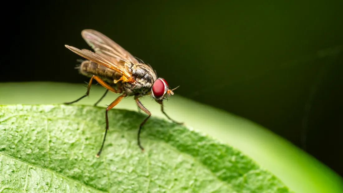 Un spécimen de mouche.
