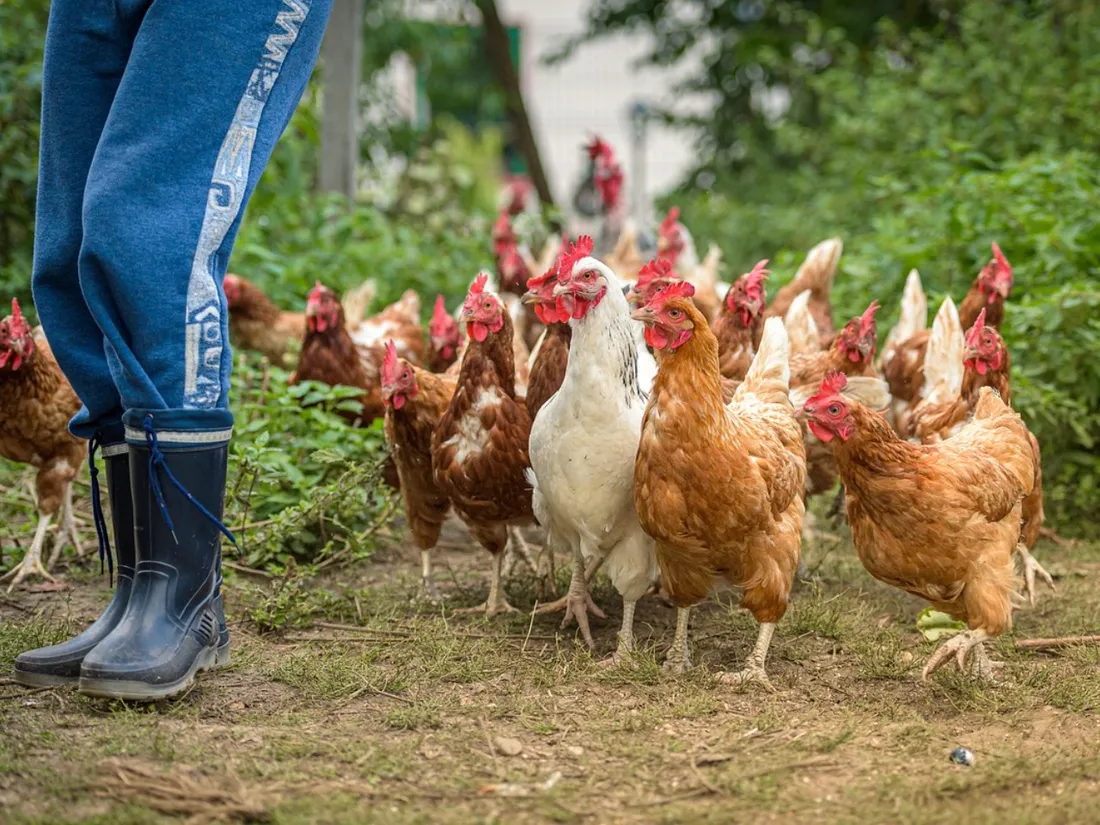 Des poulets en élevage - Photo d'illustration