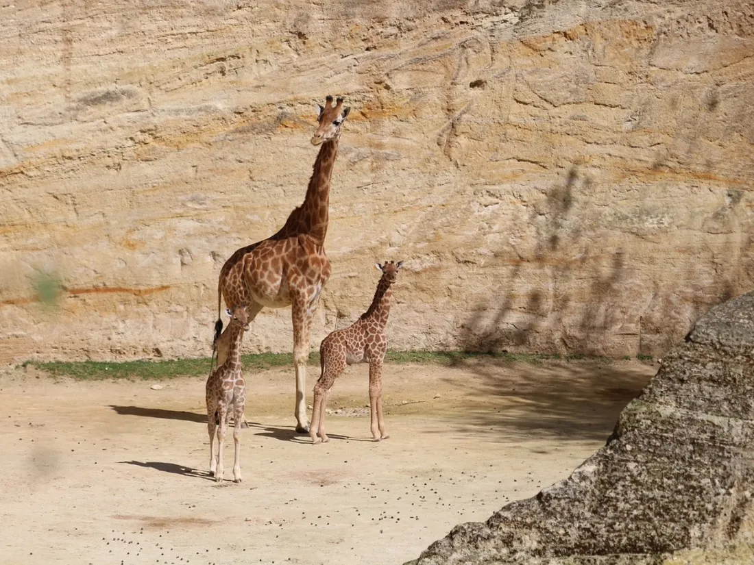 girafe 