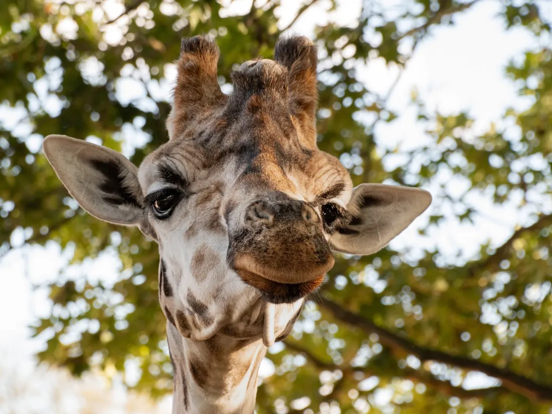 Cas rarissime : une girafe sans taches est née dans un zoo américain (photos)