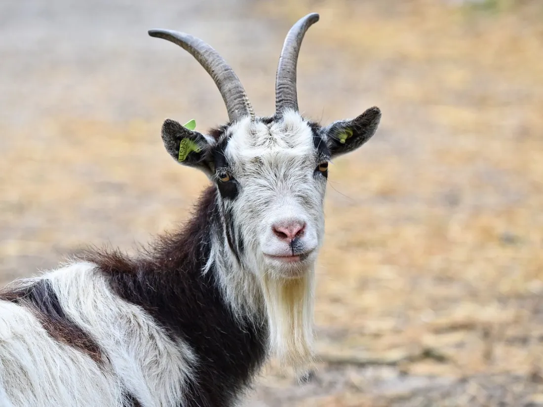 Une chèvre 