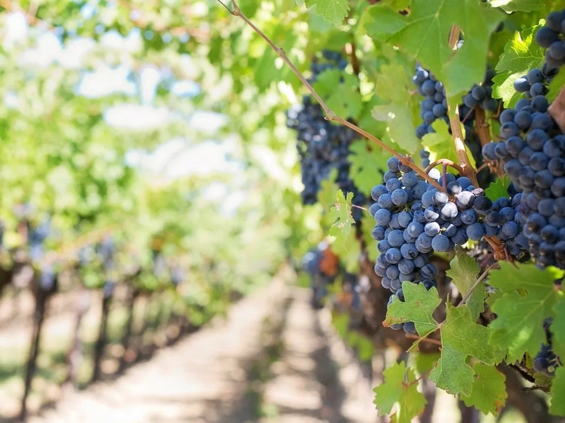 vignes 
