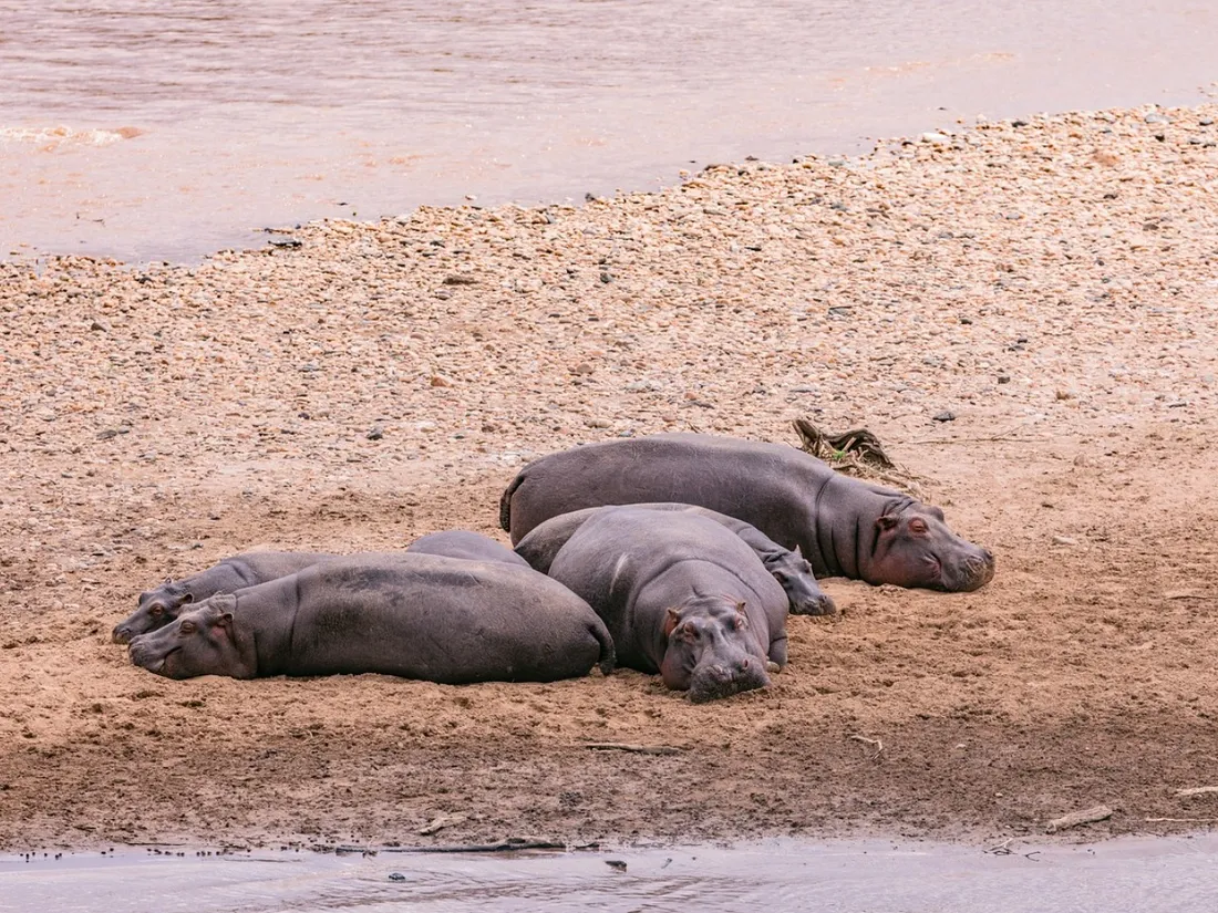 Les hippopotames de Pablo Escobar posaient d'"énormes" problème en Colombie.