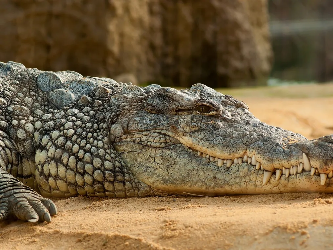 Un homme disparaît, des restes de son corps retrouvés dans deux crocodiles