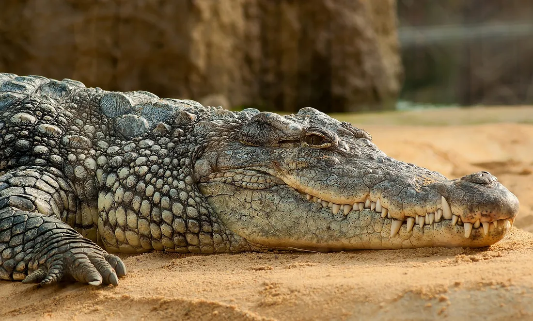 Un homme disparaît, des restes de son corps retrouvés dans deux crocodiles