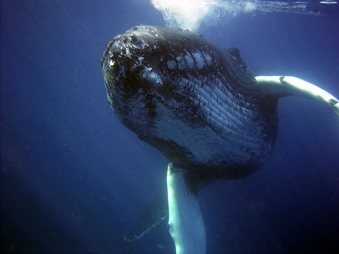 baleine