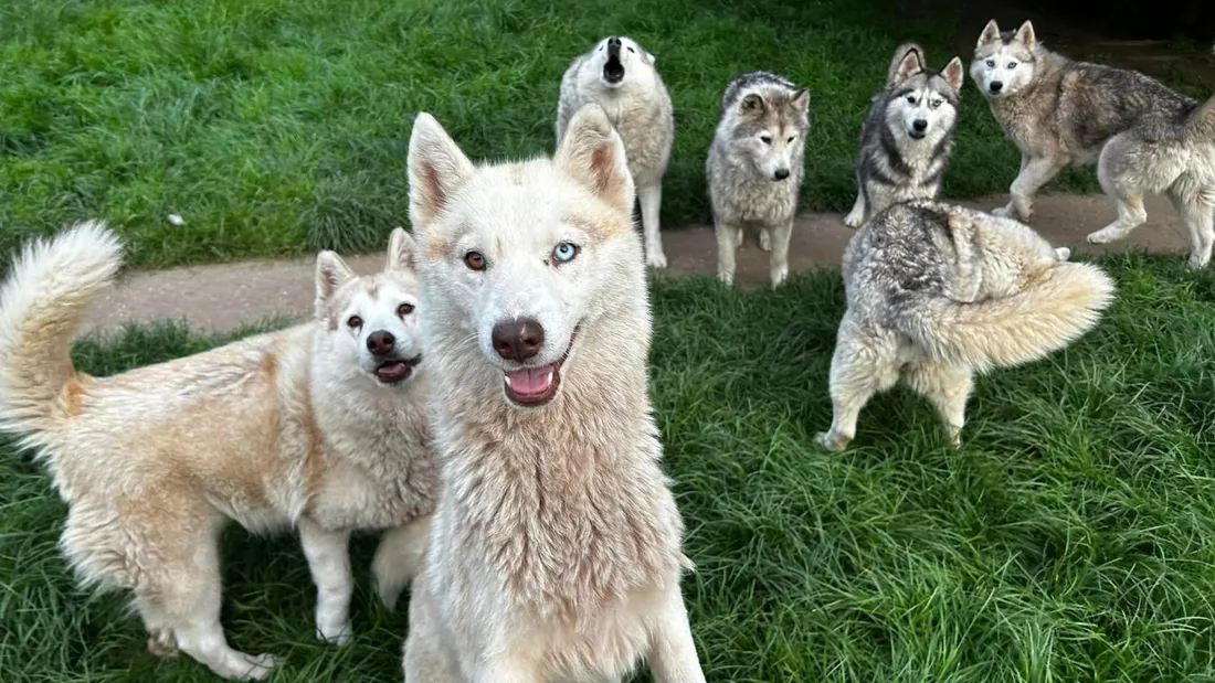 De nombreux huskys attendent une famille.