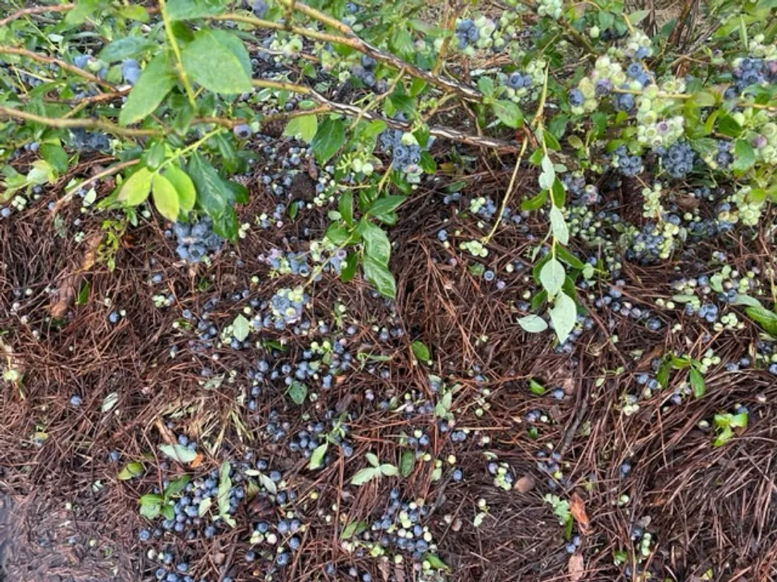 Dans les champs de myrtilles une partie de la production est au sol