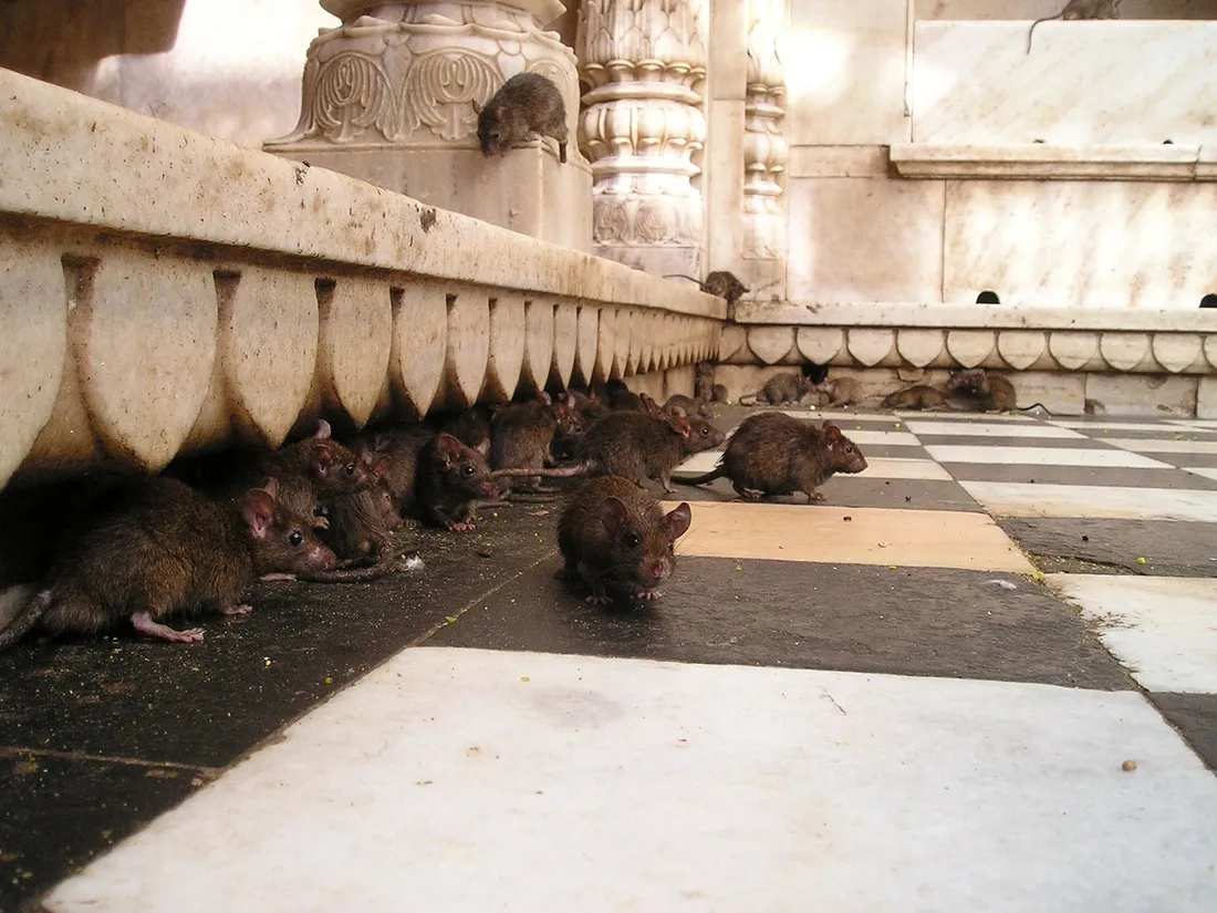 New York : des visites touristiques guidées au milieu des rats font fureur (vidéo)