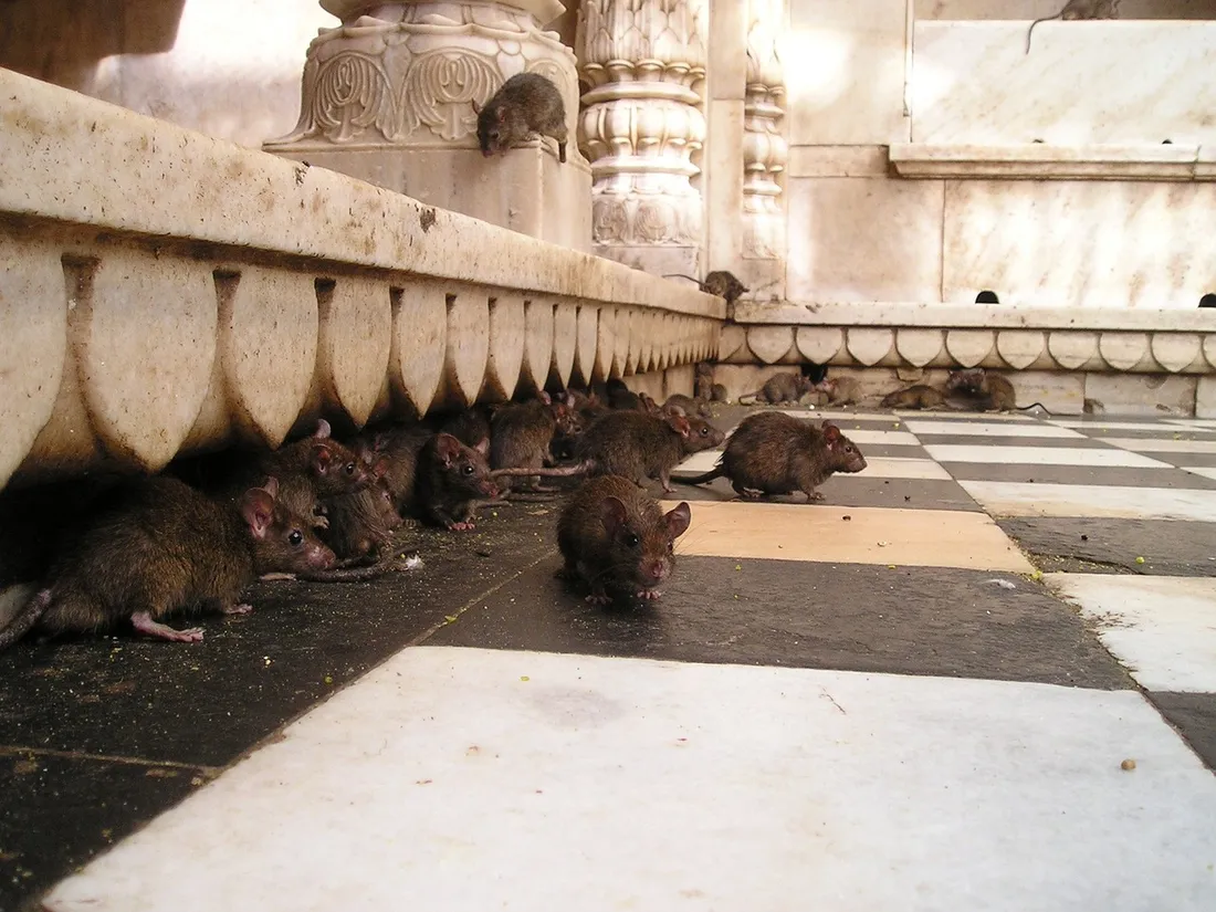 New York : des visites touristiques guidées au milieu des rats font fureur (vidéo)