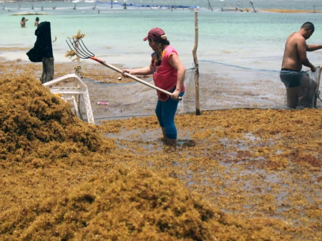 Les sargasses, des algues nocives pour la santé, envahissent les plages des Caraïbes
