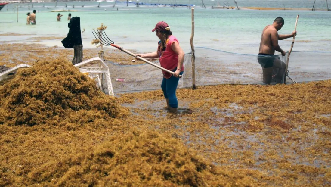 Les sargasses, des algues nocives pour la santé, envahissent les plages des Caraïbes