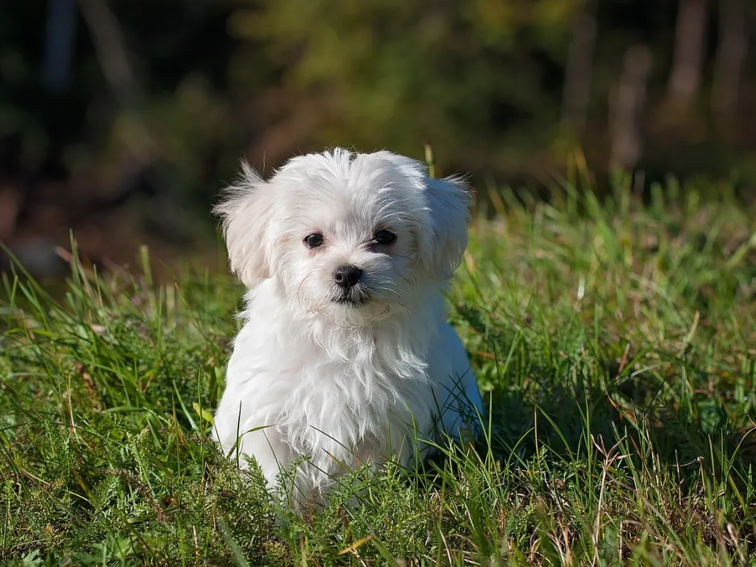 Un agent immobilier arrêté après avoir vendu une maison à... un chien
